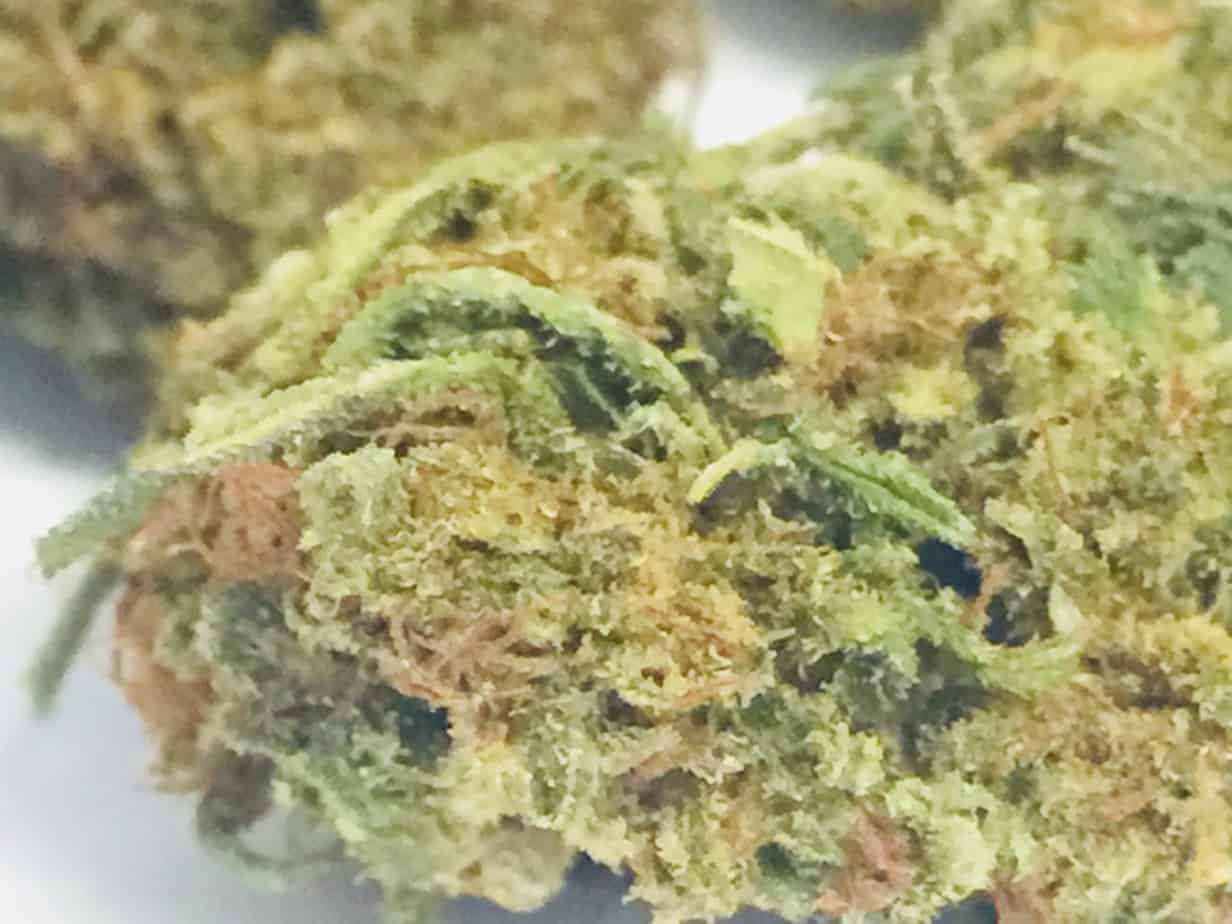 Jersey Diesel CBD Legal Bud P19 Legal Herbal Shop Buy